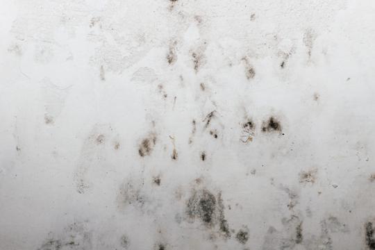 Understanding Mold Mediation: Risks and Best Practices