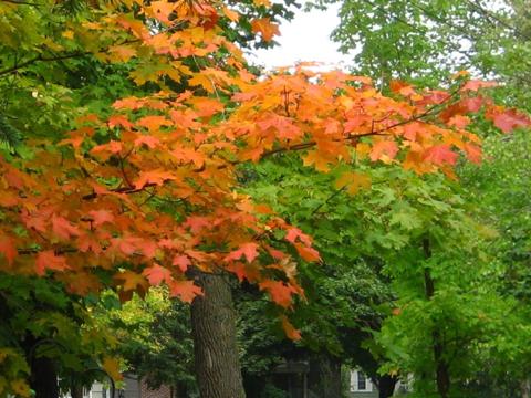 5 Things Minnesota Homeowners Should Do This Fall