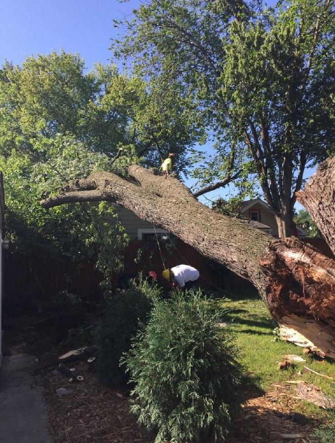 Storm Damage Restoration After a Tree Fell Through the Roof
