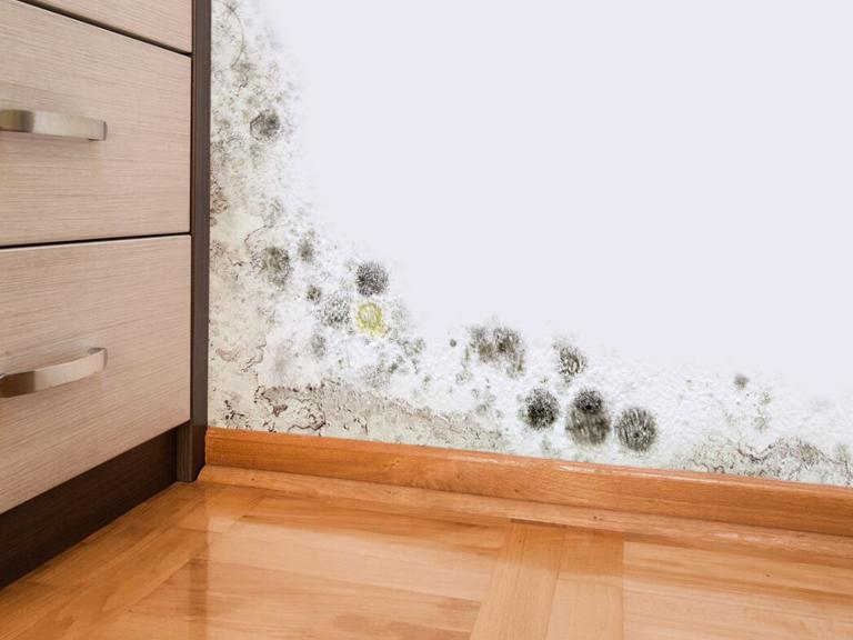 Mold growth on a wall corner next to wooden drawers and a polished floor, suggesting moisture issues. The scene conveys neglect and a need for cleaning.