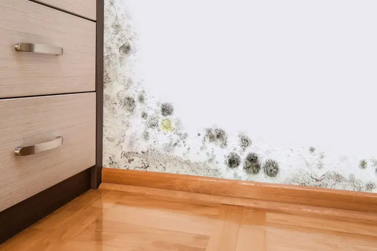 Mold growth on a wall corner next to wooden drawers and a polished floor, suggesting moisture issues. The scene conveys neglect and a need for cleaning.