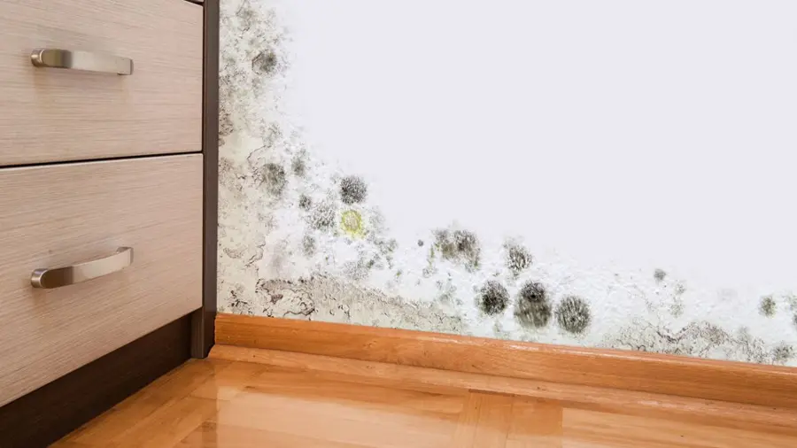 Mold growth on a wall corner next to wooden drawers and a polished floor, suggesting moisture issues. The scene conveys neglect and a need for cleaning.
