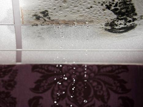 Picture of a Moldy Ceiling with Water Dripping
