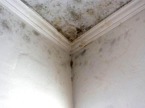 6 Steps of Mold Removal and Remediation