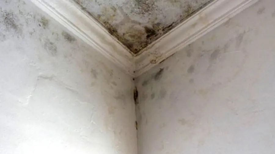 Picture of Mold on Ceiling and Walls