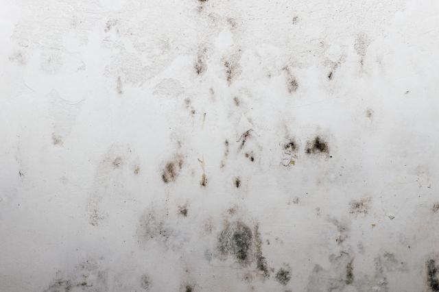 Understanding Mold Mediation: Risks and Best Practices