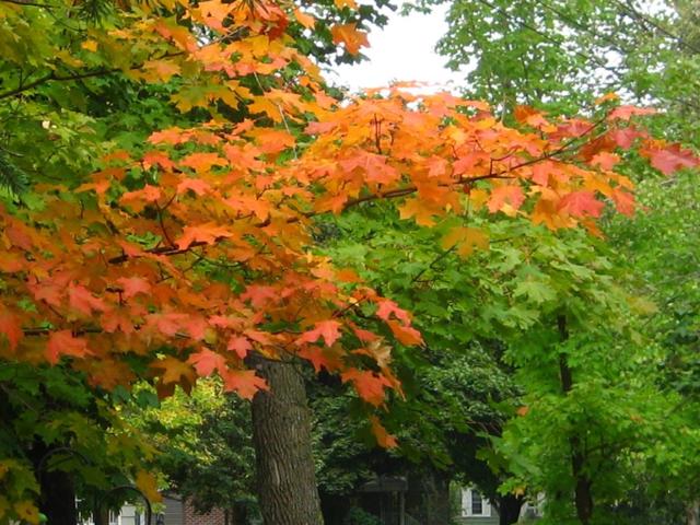 5 Things Minnesota Homeowners Should Do This Fall