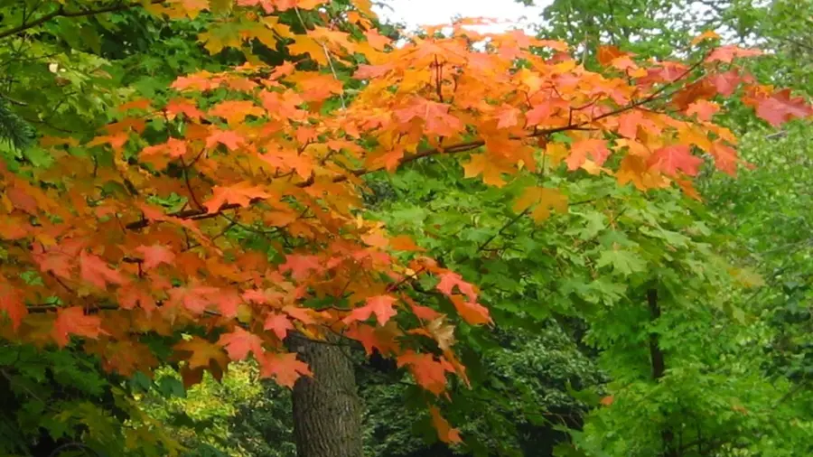 Picture of autumn leaves in Minnesota.