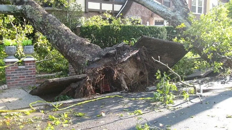 Trees uprooted after a tornado and leaning on houses.