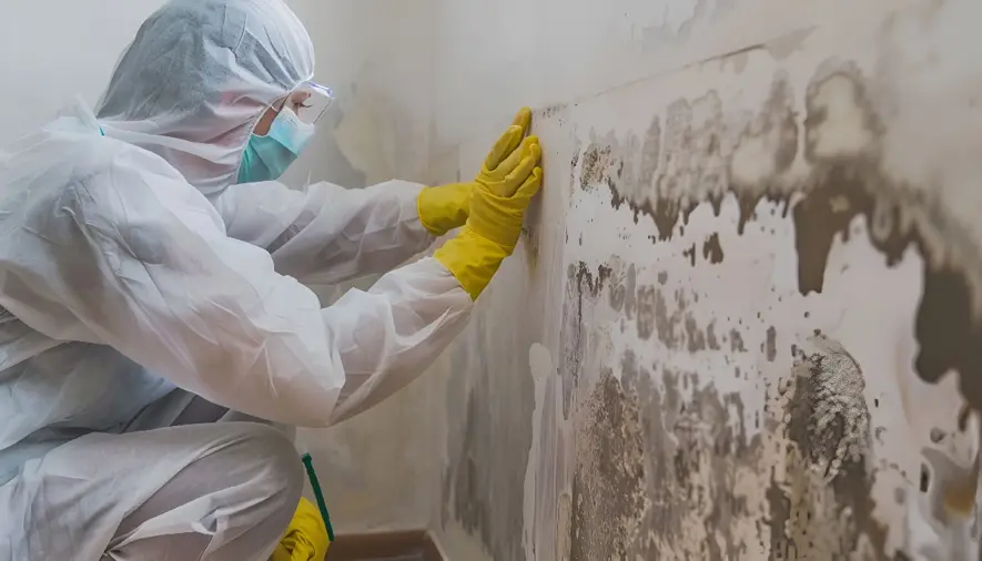 Complete Odor Elimination Solutions for Restoring Fresh, Clean Environments